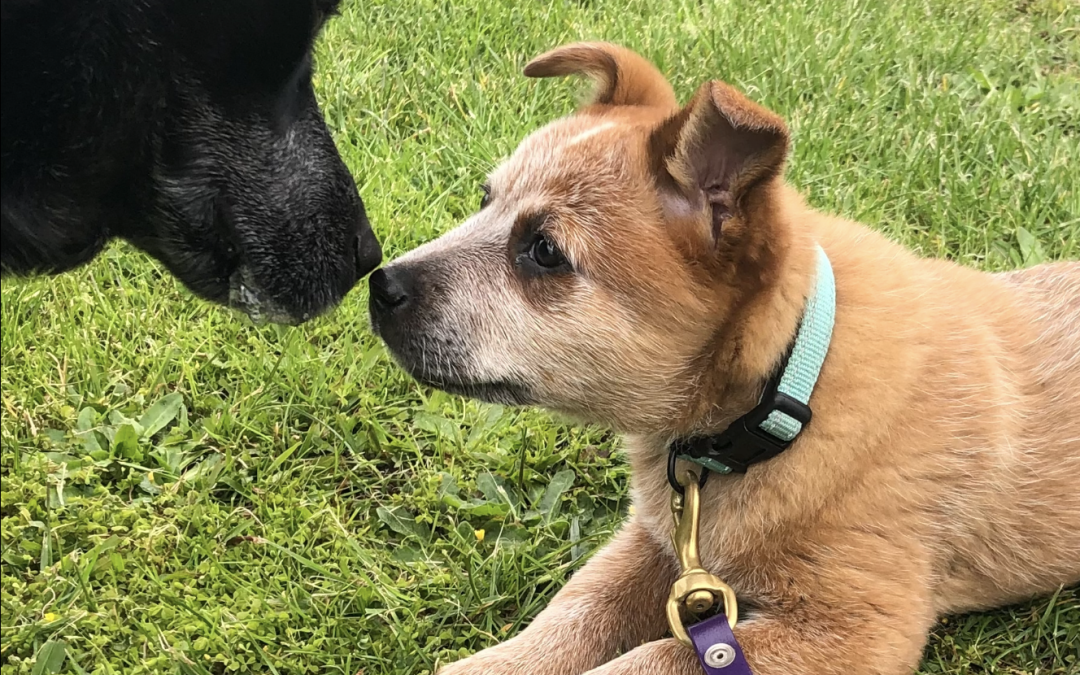 Koo Wee K9 Bootcamp Onboarding Course